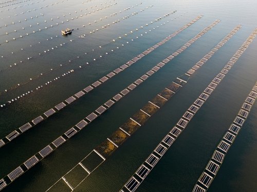 Maryland Credit for Aquaculture Oyster Floats