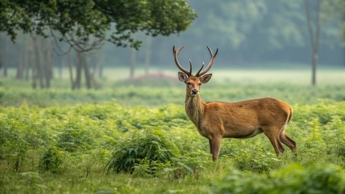 California Rare and Endangered Species Preservation Program